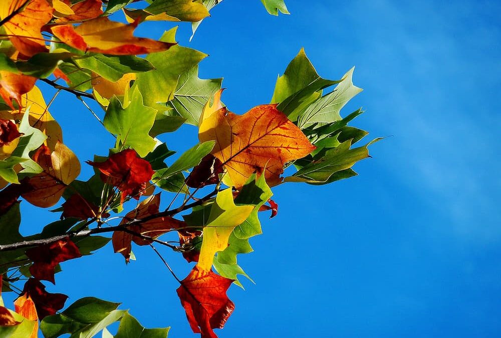 Organizing a Fall Festival?