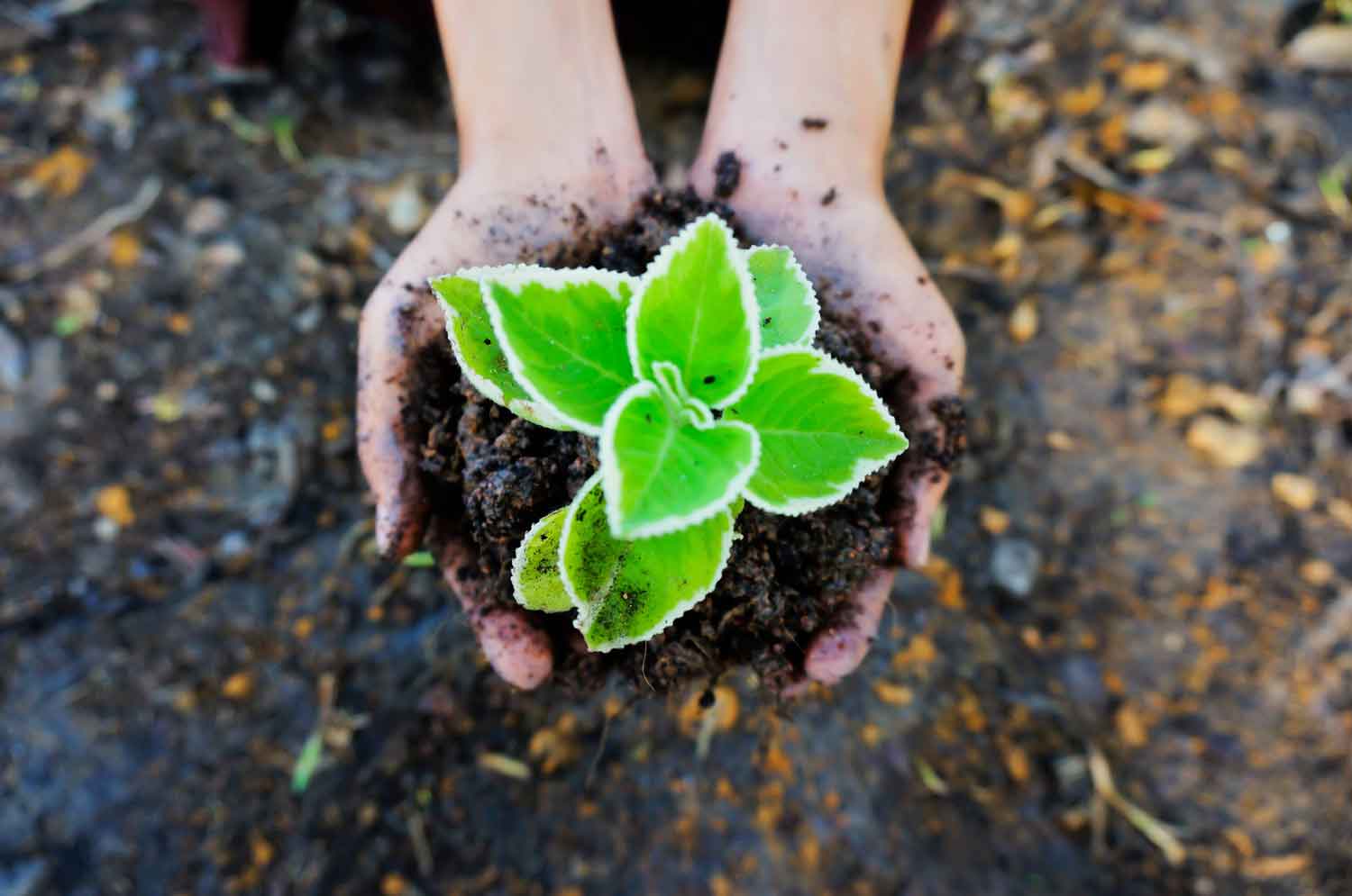 seedling-g949da389f_1920 Environmental services in North Carolina