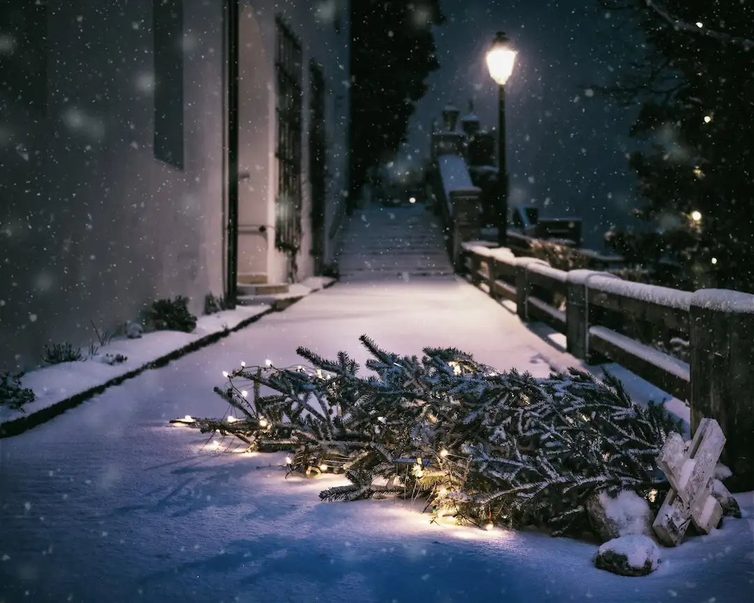 Picture of a pine tree in snow near the trash for the article about how to recycle Christmas trees.